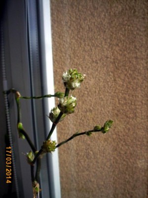 Callisia fragrans - Kalísie voňavá - flos - flower ... 140317 ... detail 1.jpg